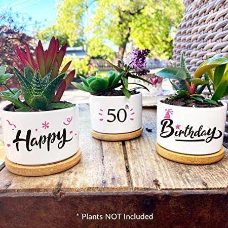 Succulents flower pots