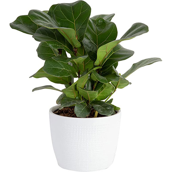 23 Mother’s Day Gifts under $50 on Amazon